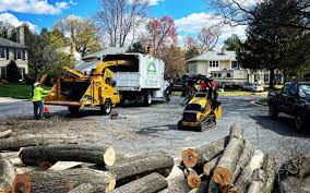How Our Tree Care Process Works  in  Perezville, TX