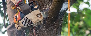 Reliable Perezville, TX Tree Care Solutions