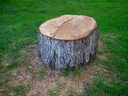 Best Emergency Tree Removal  in Perezville, TX