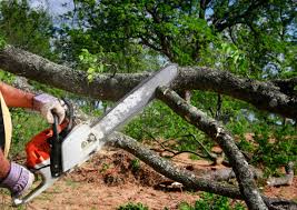 Best Tree Trimming and Pruning  in Perezville, TX