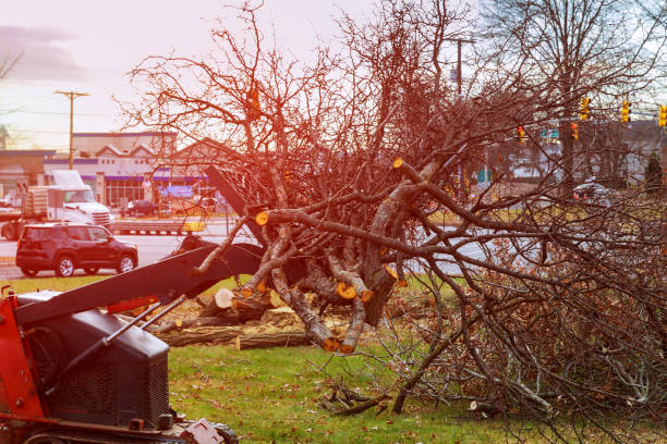 Best Hazardous Tree Removal  in Perezville, TX