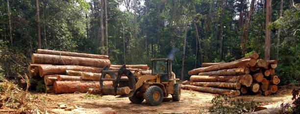 Best Tree and Shrub Care  in Perezville, TX