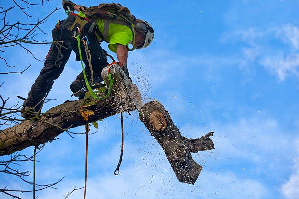 Best Root Management and Removal  in Perezville, TX
