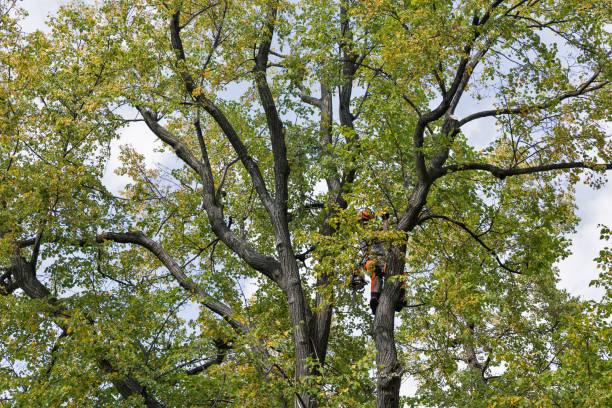 Best Tree Health Inspection  in Perezville, TX